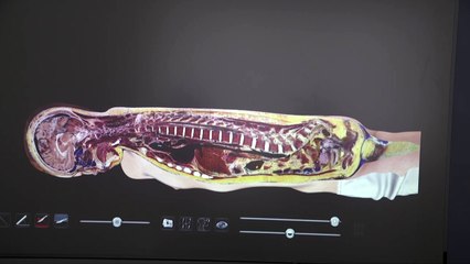 Dissection virtuelle !