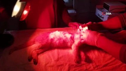 Öldü Sanılan Kedinin İnanılmaz Kurtuluşu