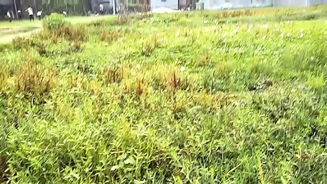 Green grass in a village in India with kids playing in the background