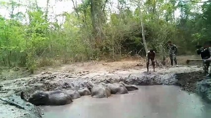 Six baby elephants rescued from muddy pit after being trapped for days
