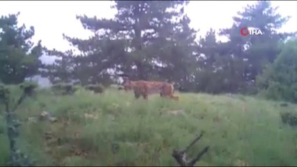 Bolu'da Doğal Yaşam Fotokapanlarla Görüntülendi