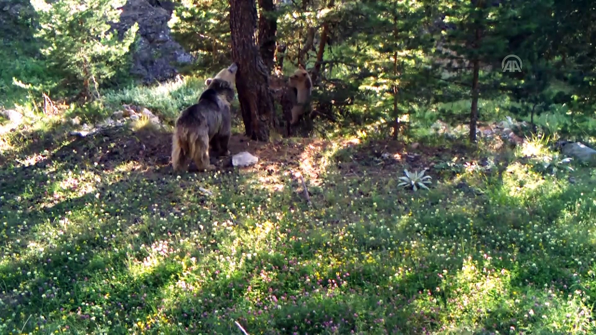 Yaban hayatı fotokapana yansıdı - BOLU