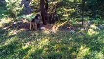 Yaban hayatı fotokapana yansıdı - BOLU