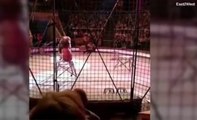 Un lion de cirque déchaîné attaque son maître devant une foule terrifiée