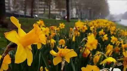 Mulhouse: quand le printemps rencontre l'hiver