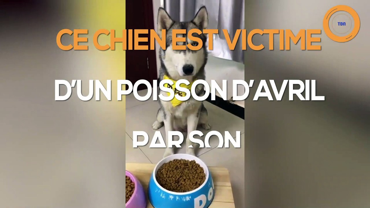 Ce chien est victime d'un poisson d'avril par son maître !