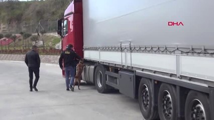 Tekirdağ Polisi, Yurtdışından Gelen Tır'da 131 Kilo Skunk Ele Geçirdi
