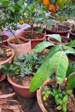 Pranvera ka ardhe - mesoni dicka me shume per pemet tuaj