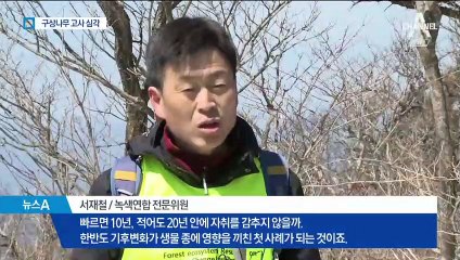 산마다 온통 회색빛…지구 온난화로 침엽수 집단 고사