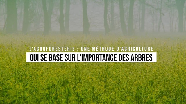 L'agroforesterie : une méthode d'agriculture qui se base sur l'importance des arbres