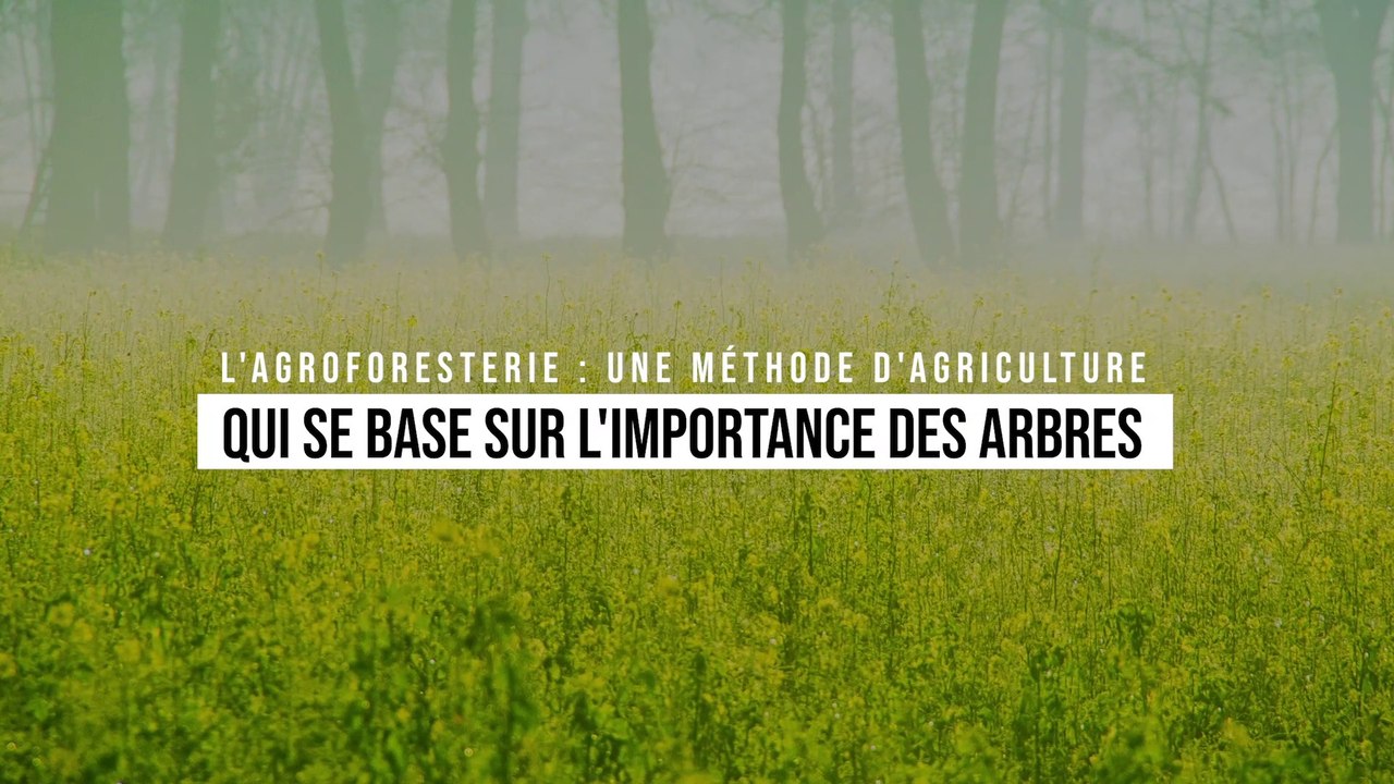 L'agroforesterie : une méthode d'agriculture qui se base sur l'importance des arbres