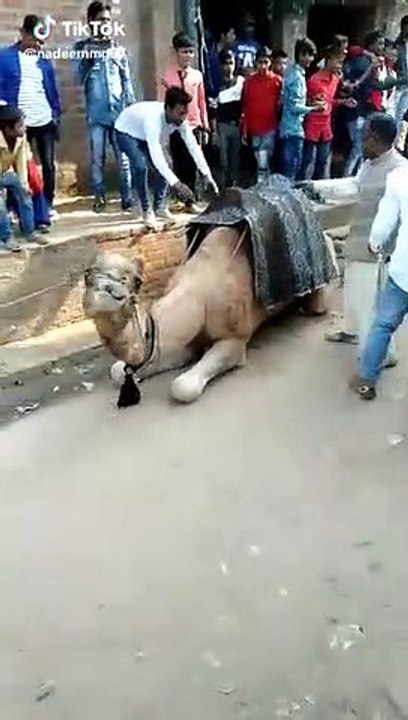 Funny video