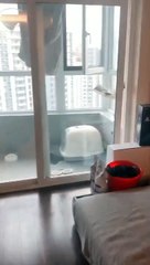 Looking at him. How a great thing it is to bask and sleep on the hammock.