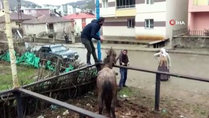 Mahsur kalan atı vatandaşlar kurtardı