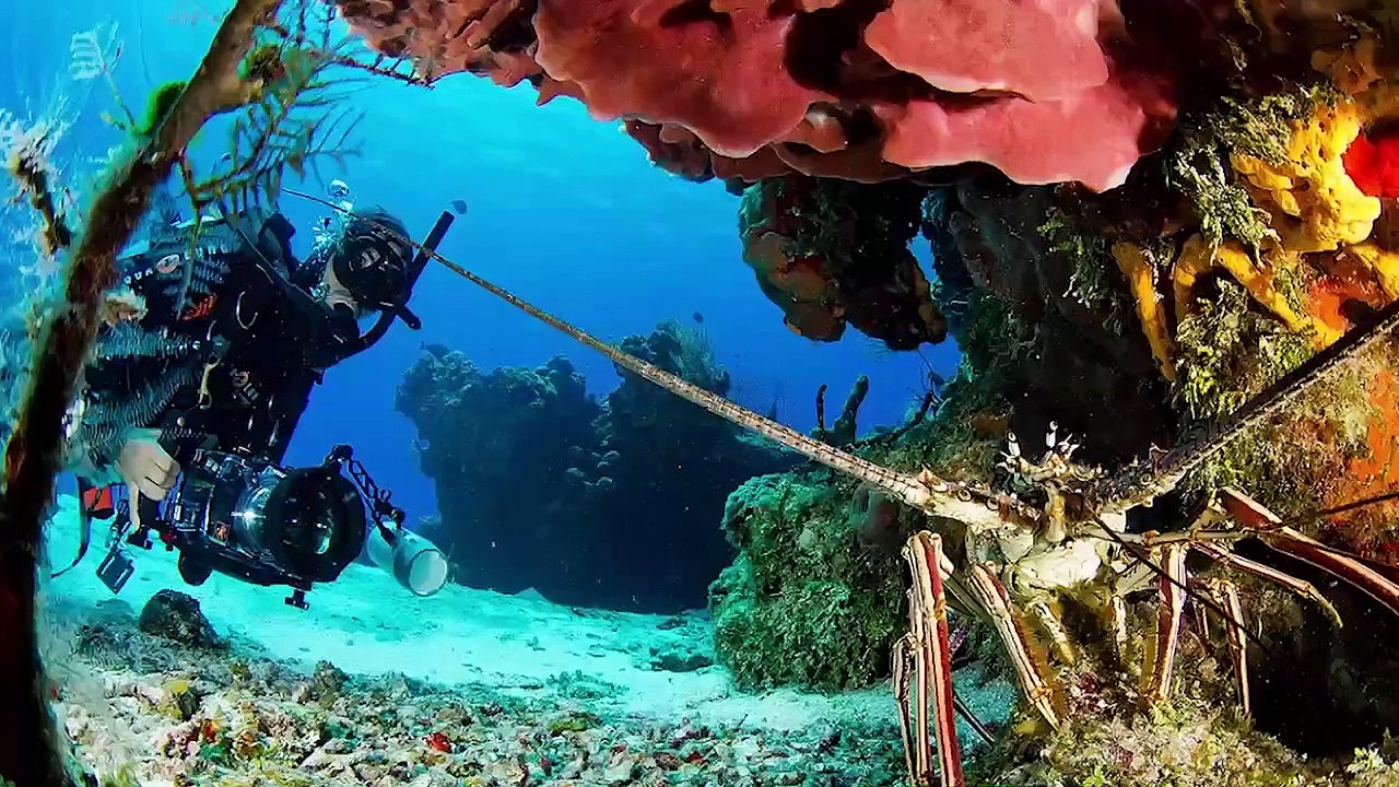 Occidental Cozumel