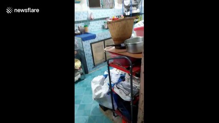 Deadly king cobra caught in kitchen of family home