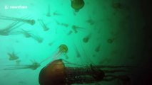 US divers swim through swarm of thousands of jellyfish