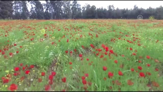 Amanos Dağları Eteklerinde Gelincik Şöleni