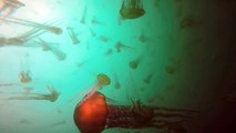 US divers swim through swarm of thousands of jellyfish