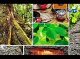 RTG/Exploitation forestière - Le Kevazingo bientôt déclaré patrimoine Gabonais