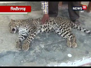 पिथौरागढ़ में दो साल के गुलादार का मिला शव, वन विभाग को पोस्टमार्टम रिपोर्ट का इंतजार