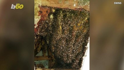 Unbelivable Video of 22,000 Bees Being Removed From a Hive in a Family Home