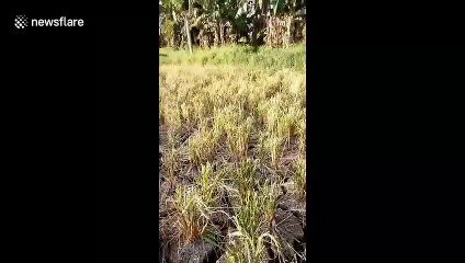 Severe droughts plague The Philippines as El Nino influences the climate