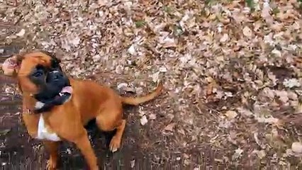 Patou, 20190404, Beekhuizen / Maisons-le-Ruisseau, Rosendael