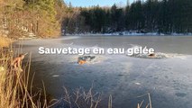 Un homme et son chien plongent dans l'eau glacée pour sauver 2 chiens prisonniers dans la glace !