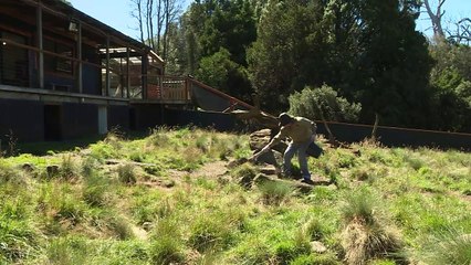 Tasmanische Teufel könnten Krebs besiegen