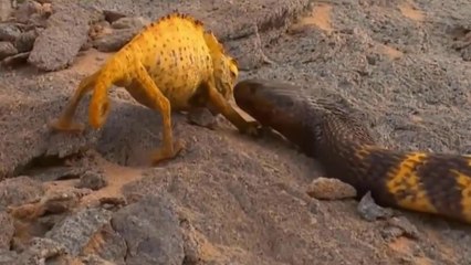 Camaleões Vs Serpentes