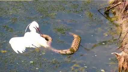 Impressionantes Cenas De Aves Vs Serpentes