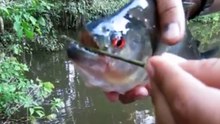 Piranhas Em Seus Terríveis Ataques