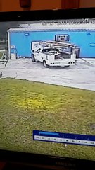 Salty Squirrel Goes After a Guy