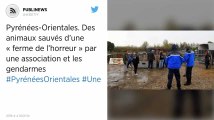 Pyrénées-Orientales. Des animaux sauvés d’une « ferme de l’horreur » par une association et les gendarmes