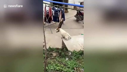 Bulldog wants to play with cat busy hanging in mid-air stealing fish in China