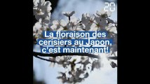 La floraison des cerisiers au Japon, c'est maintenant!