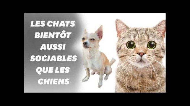Les chats connaissent leur nom et ce n'est pas si évident que ça