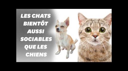Les chats connaissent leur nom et ce n&#39;est pas si évident que ça