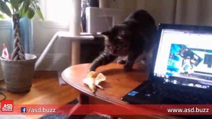 Gatos asustados (Scared Cats Compilation) - Asd.Buzz