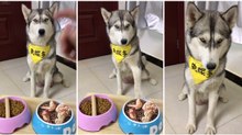 Cão não acha piadinha nenhuma à brincadeira de 1 de Abril do dono