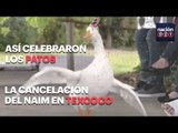 Así celebraron los patos la cancelación del NAIM en Texcoco