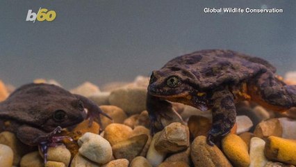 A Ribbeting Tale! Romeo, the World’s Loneliest Frog, Finally Finds His Juliet!