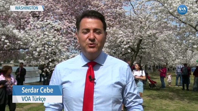 Washington'da Kiraz Çiçeği Festivali