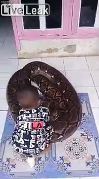 Ce bébé joue avec un Python de 10m de long ! Les parents sont inconscients !
