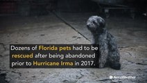 Dog owners in Florida could be fined $5,000 for abandoning their pets during hurricanes