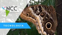 El gran santuario de mariposas en Ecuador