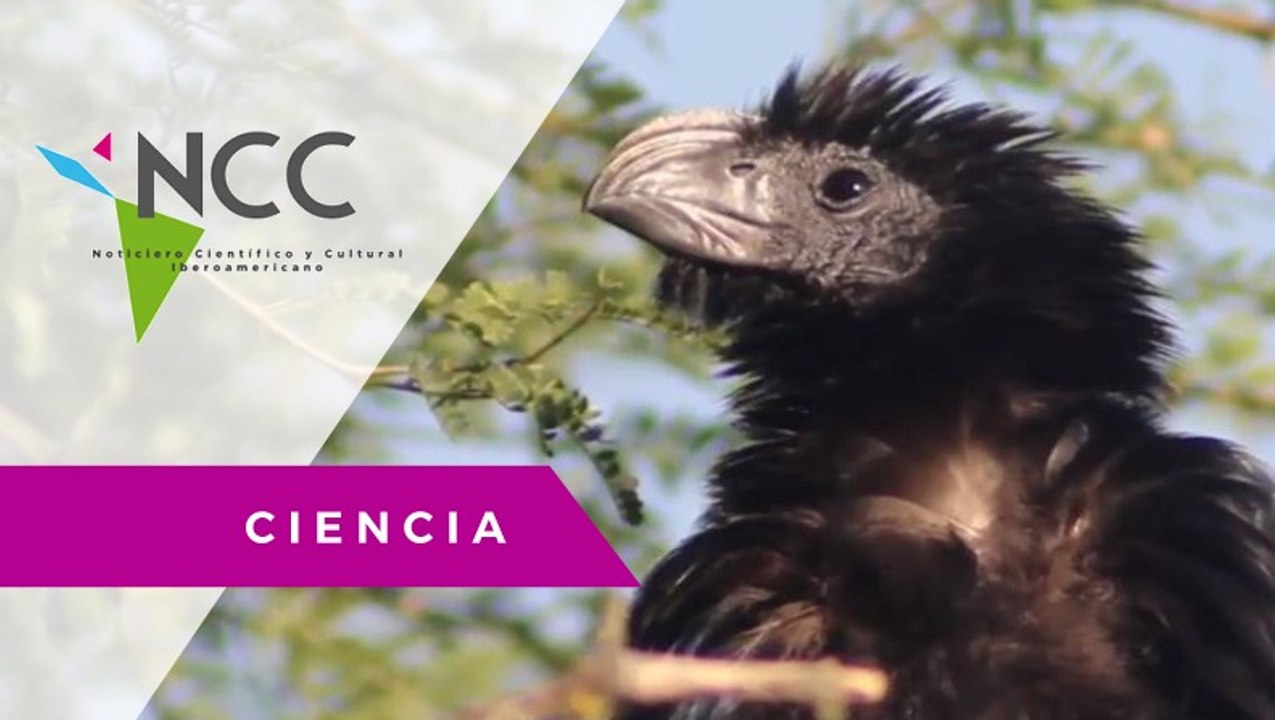 La importancia de las aves en el ecosistema