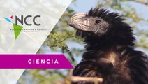 La importancia de las aves en el ecosistema