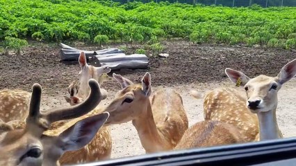 Funniest Pets & Animals of the Week - Funny Pet Videos